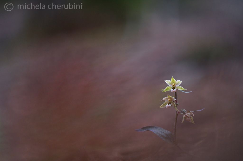 Epipactis purpurata e purpurata apocromica