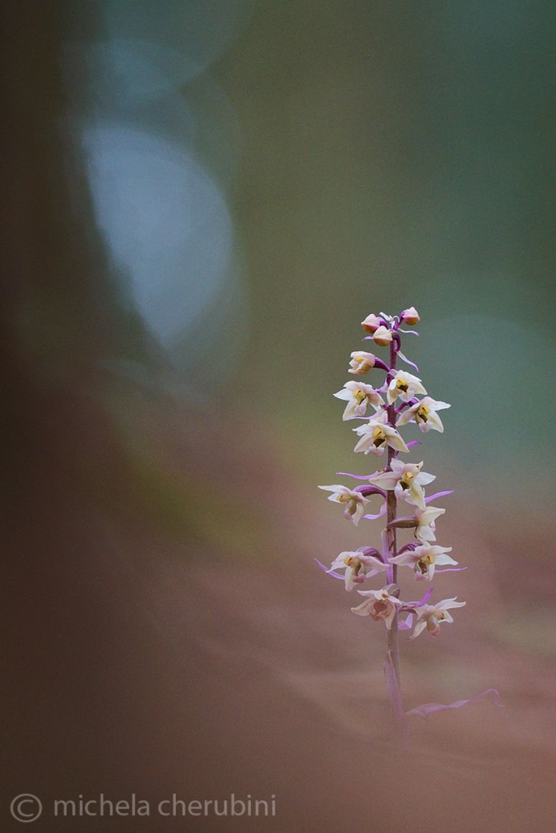 Epipactis purpurata e purpurata apocromica