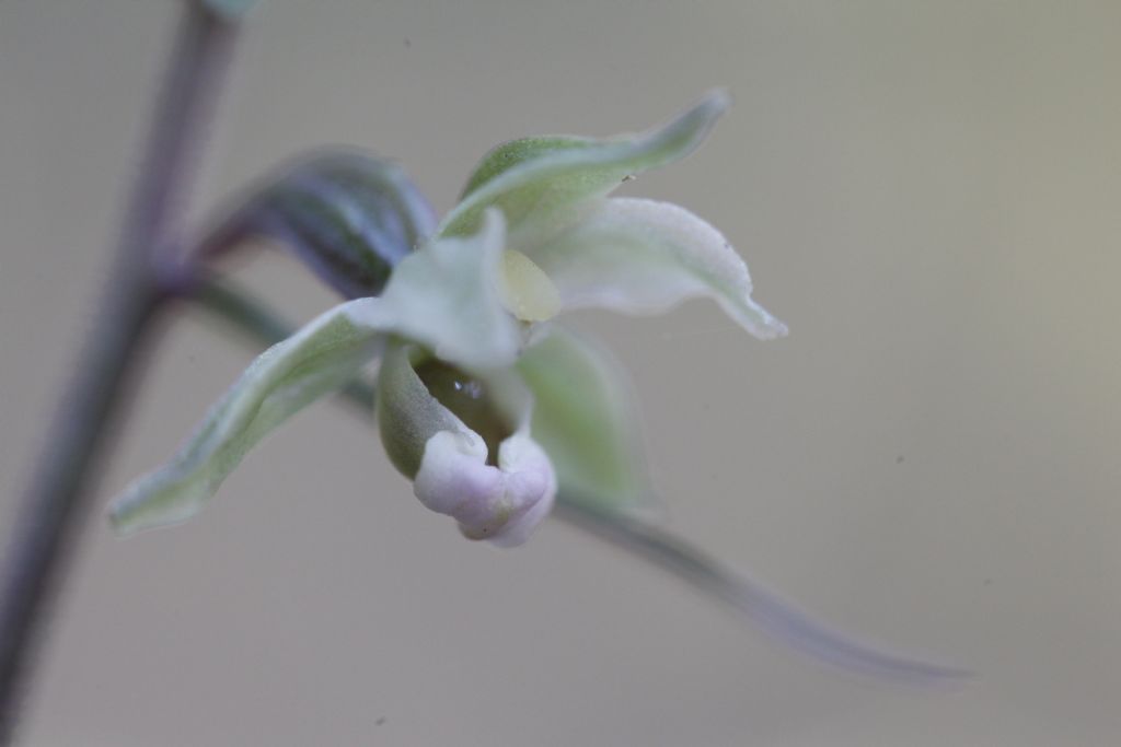 Epipactis purpurata e purpurata apocromica