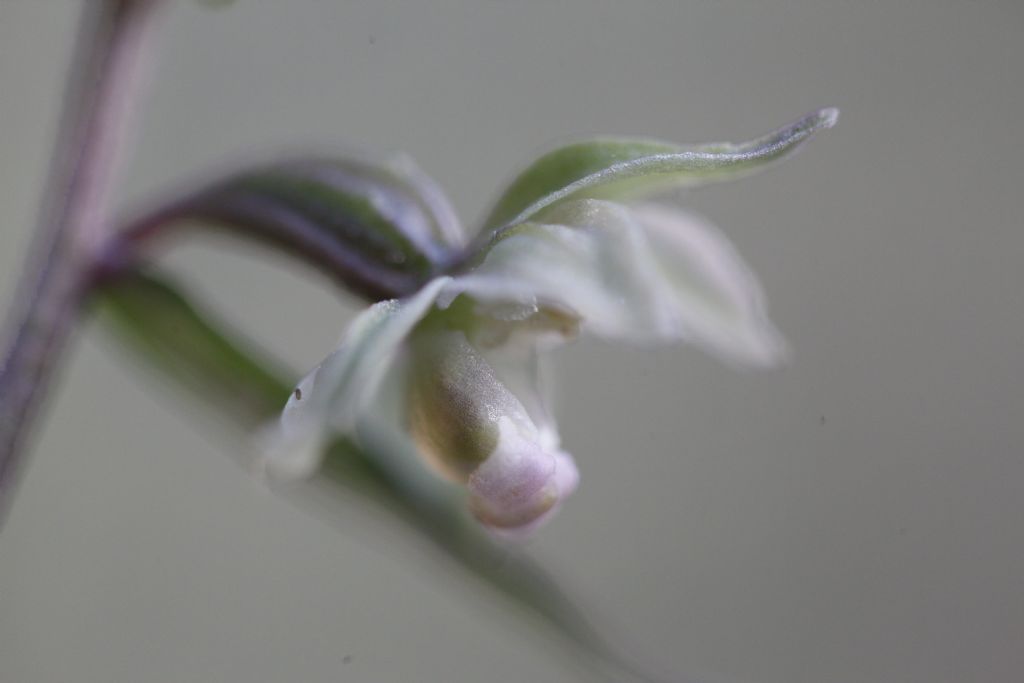 Epipactis purpurata e purpurata apocromica