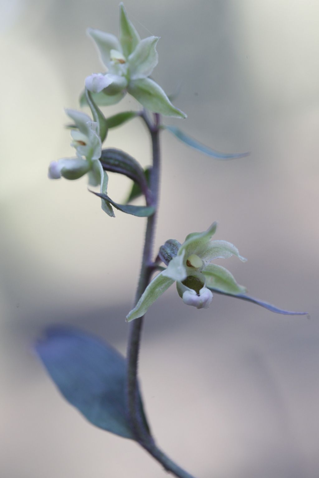 Epipactis purpurata e purpurata apocromica