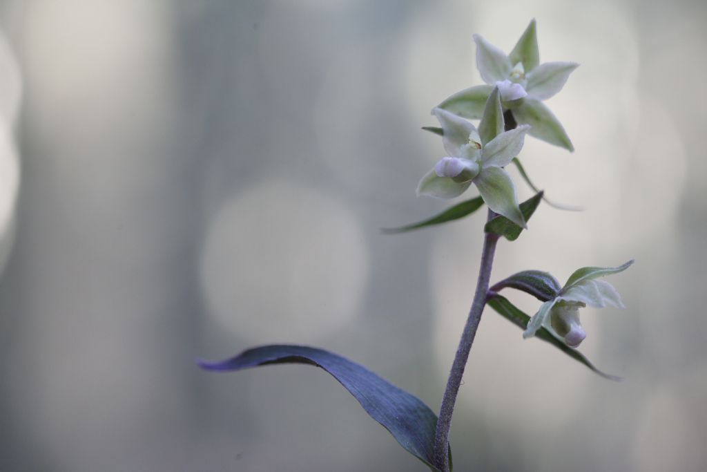 Epipactis purpurata e purpurata apocromica