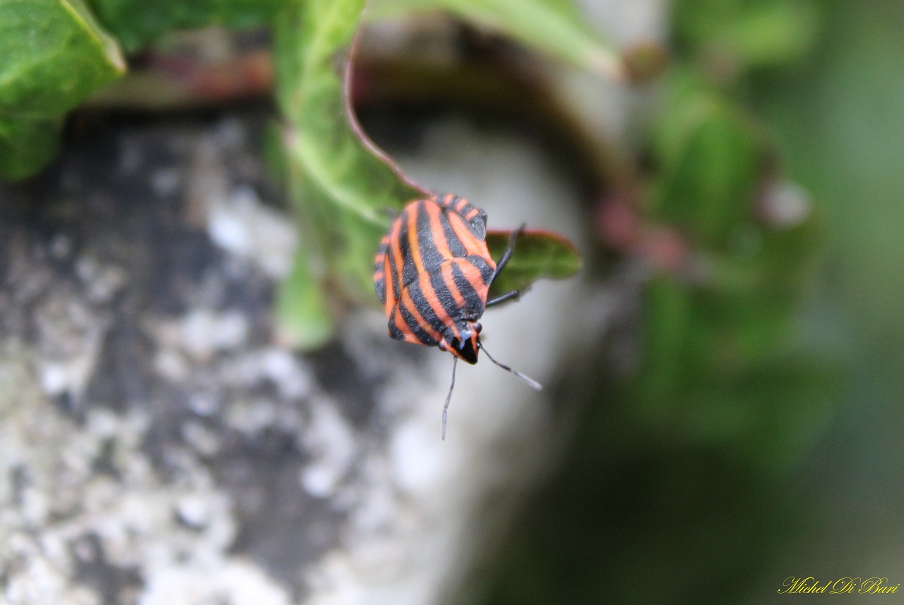 Graphosoma italicum ?