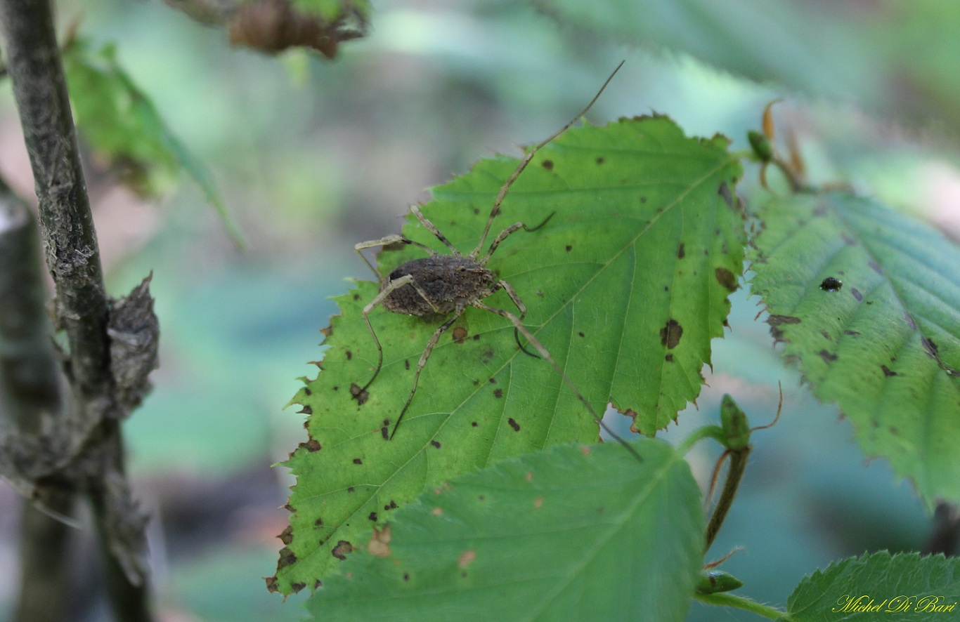 Odiellus spinosus