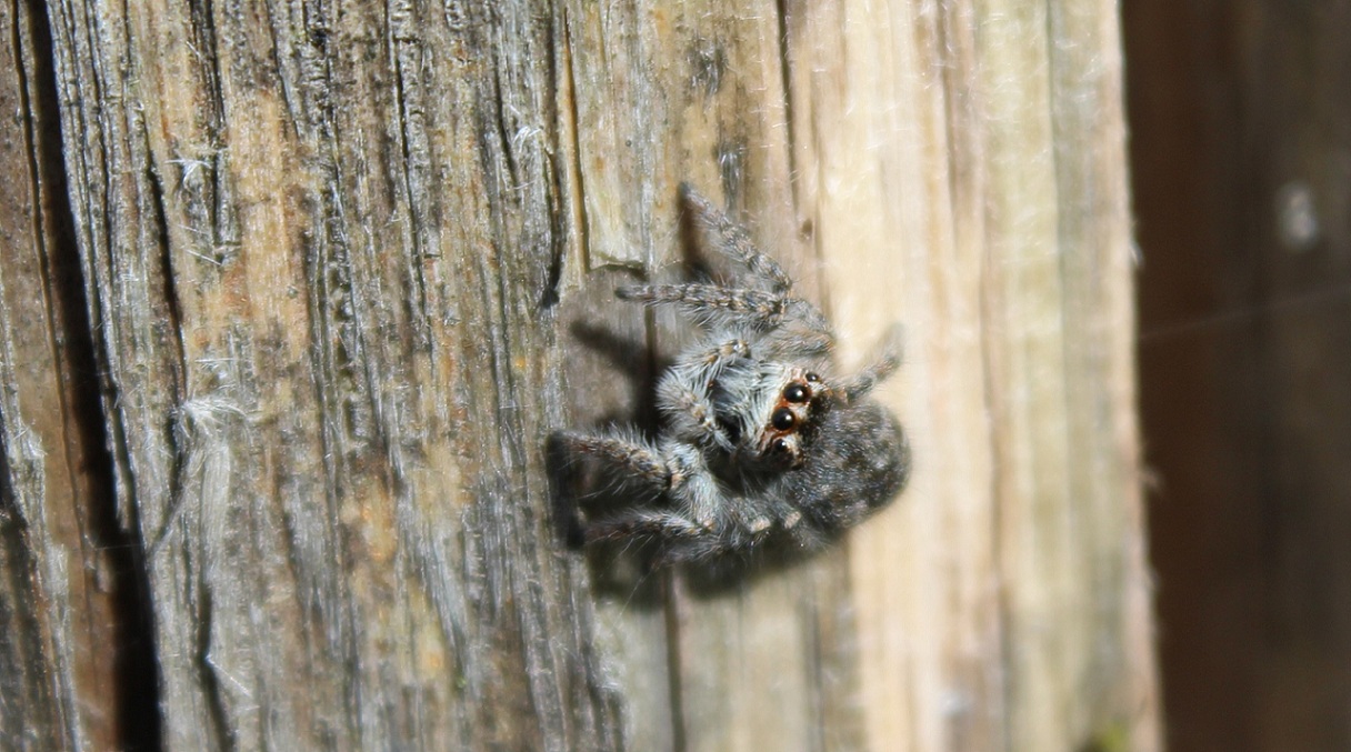 Philaeus chrysops un giovane - Gargano