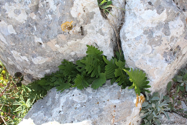 Polypodium sp.