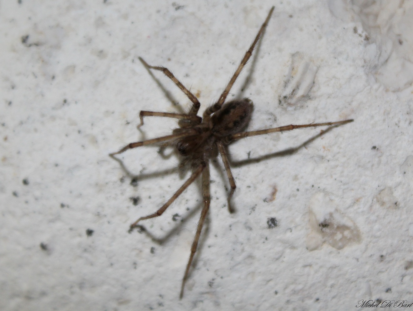 Tegenaria sp. - Gargano (FG)