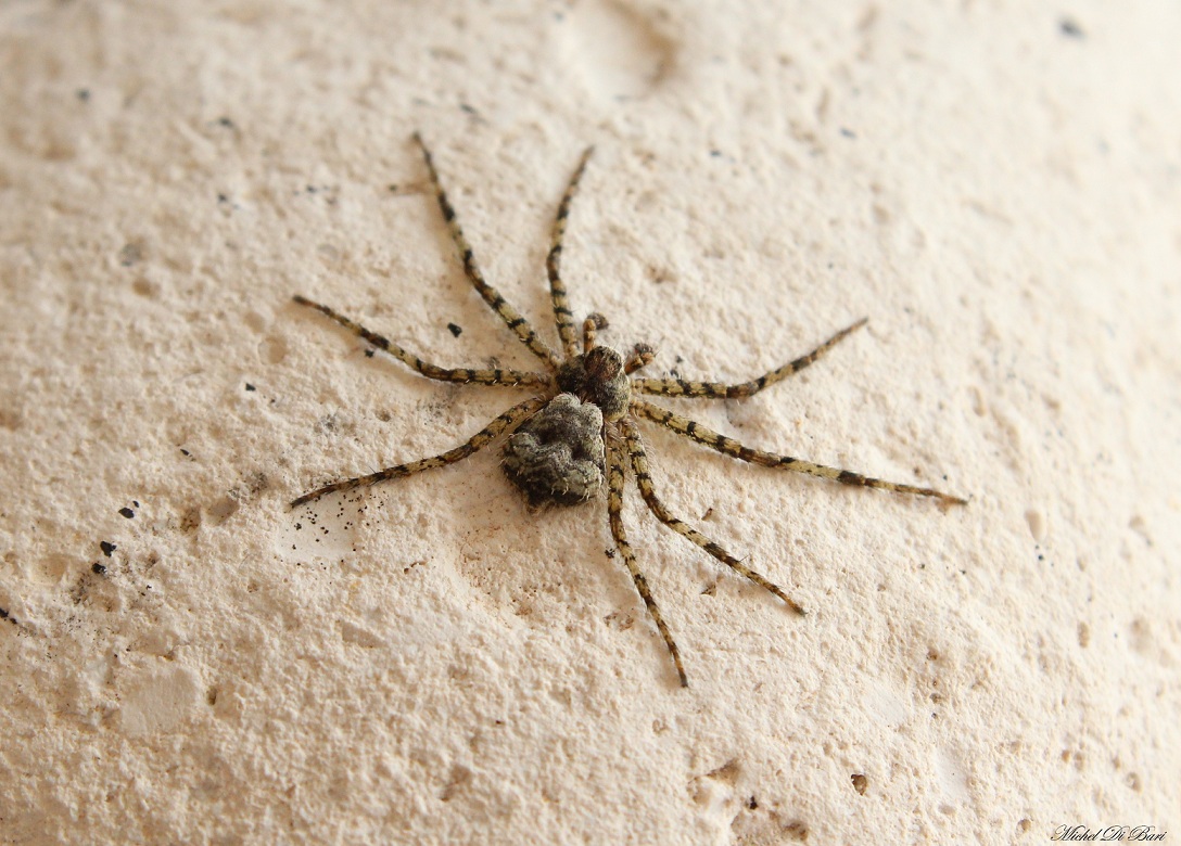 maschio di Philodromus margaritatus - Foresta Umbra (FG)