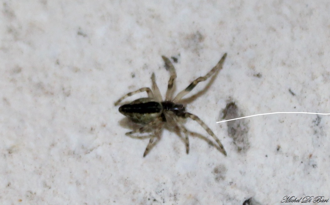 Giovane Cyclosa sp. - Gargano (FG)