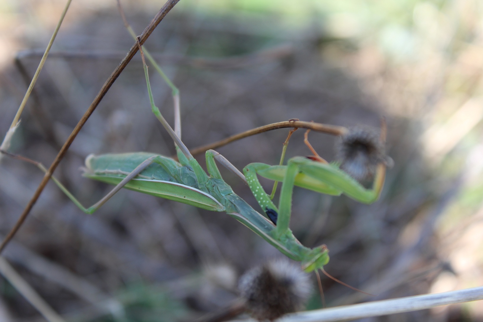 Mantide religiosa (femmina)