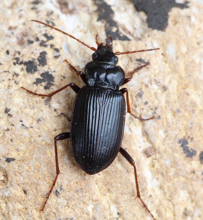 Nebria brevicollis - Carabidae