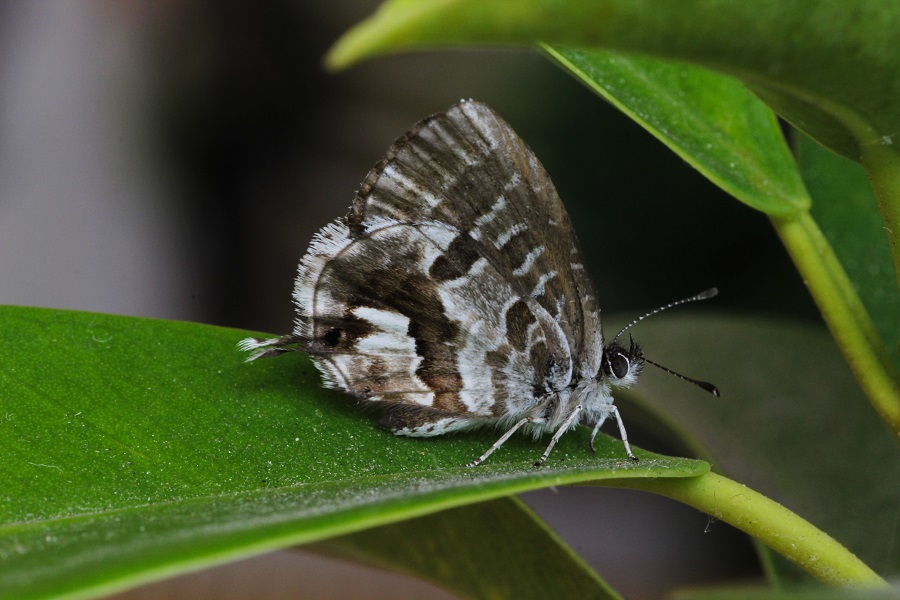 Farfalla da id - Cacyreus marshalli