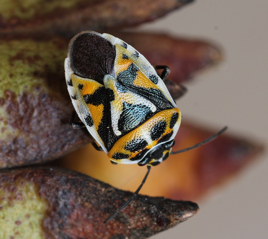 Pentatomidae: Eurydema ornata