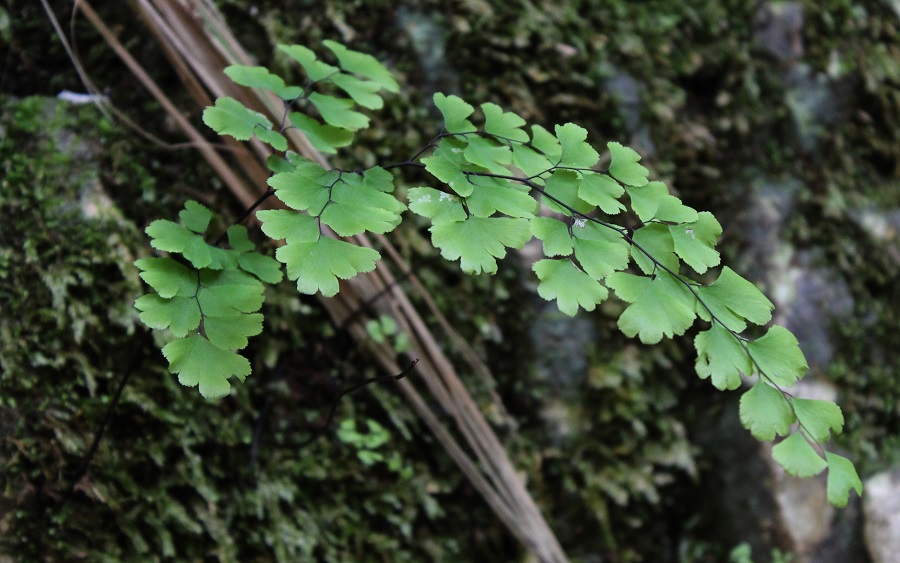 Adiantum capillus-veneris / Capelvenere