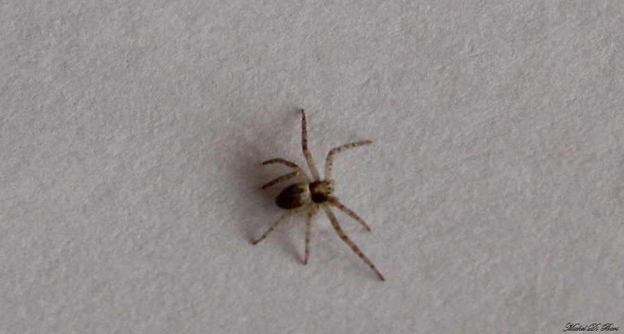 giovane Philodromus sp. - Manfredonia (FG)