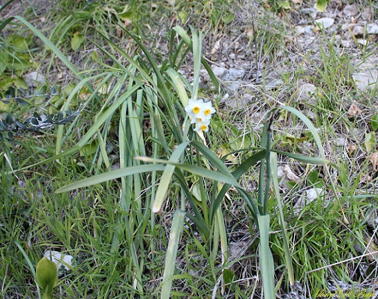 Narcissus tazetta