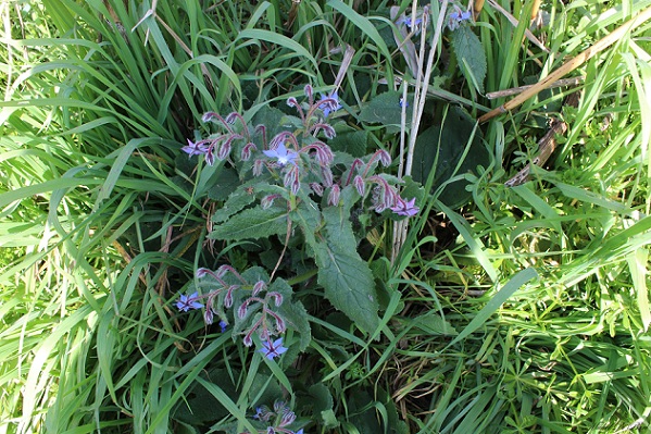 Borago officinalis