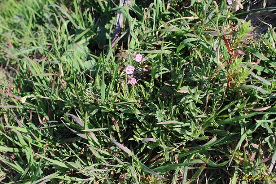 Silene colorata