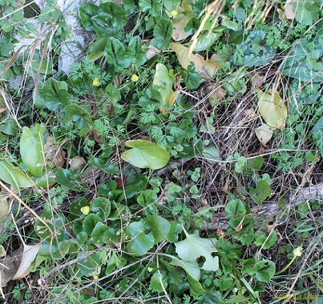 Ranunculus ficaria