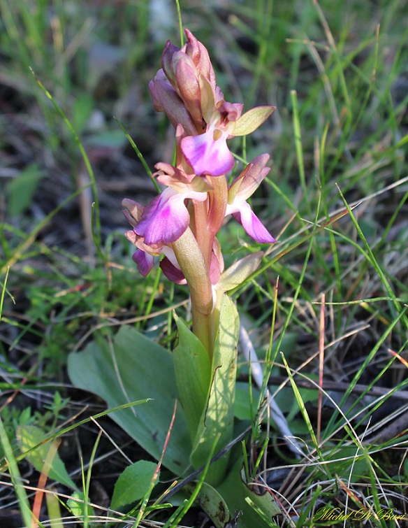 Anacamptis collina