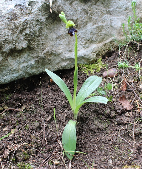 Ophrys iricolor