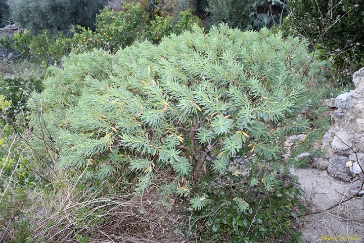 Euphorbia dendroides