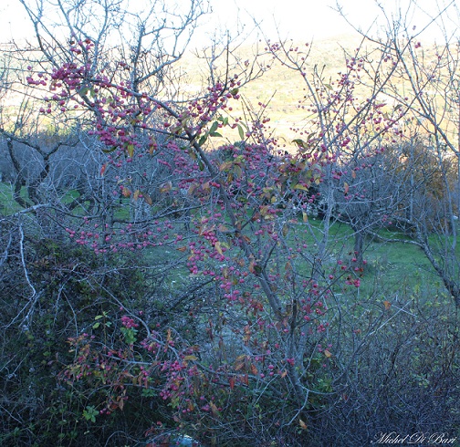 Euonymus europaeus / Berretta del prete