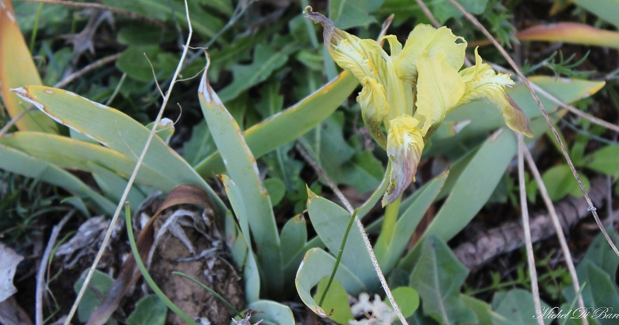 Iris pseudopumila