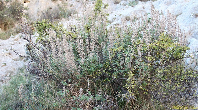 Teucrium flavum