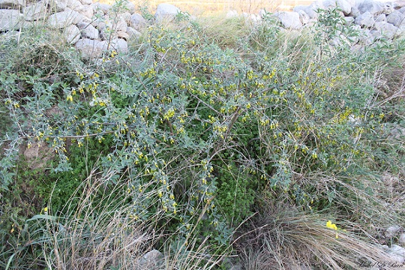 Quale ginestra? Anagyris foetida