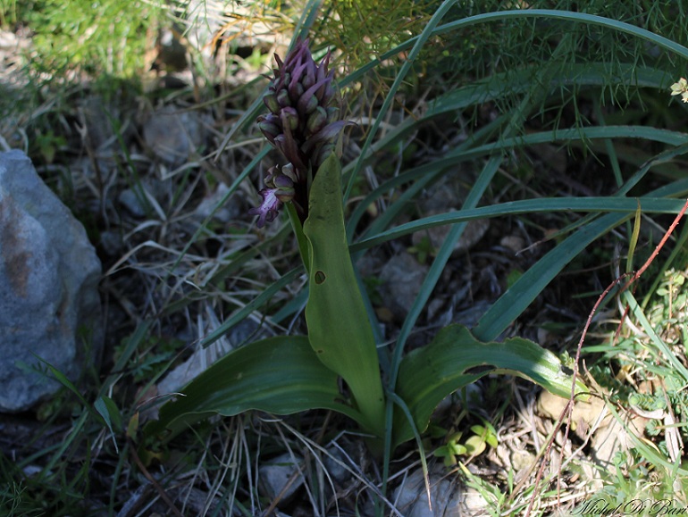 Himantoglossum robertianum