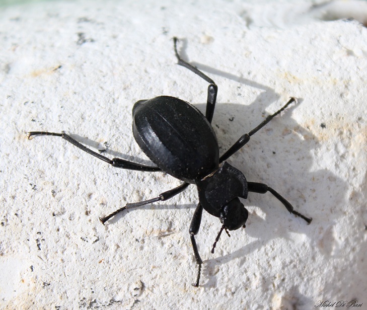 Akis trilineata trilineata, Tenebrionidae