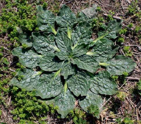 Echium plantagineum