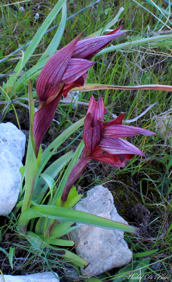 Serapias orientalis subsp. apulica