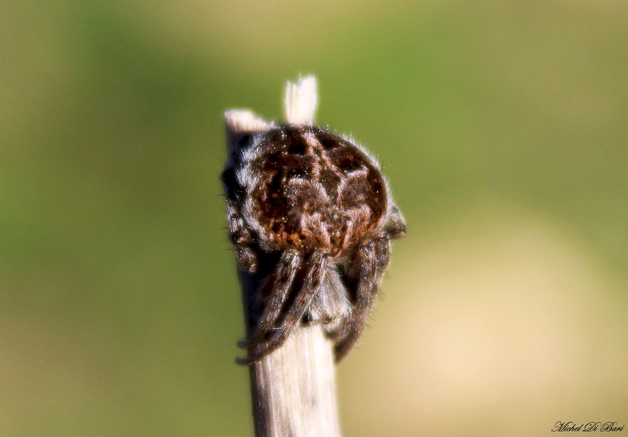 Agalenatea redii - manfredonia (FG)