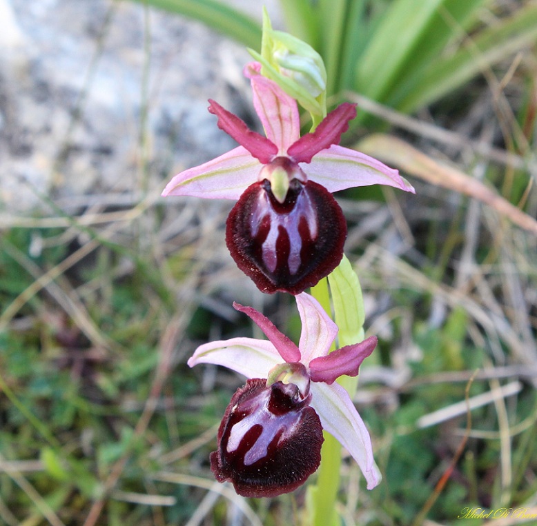 Ophrys sipontensis