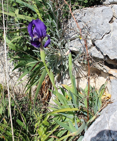 iris bicapitata colasante?