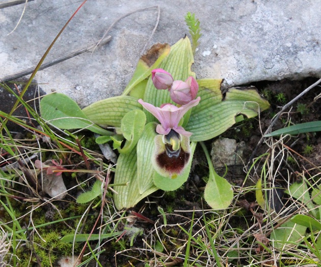 Ophrys tenthredinifera