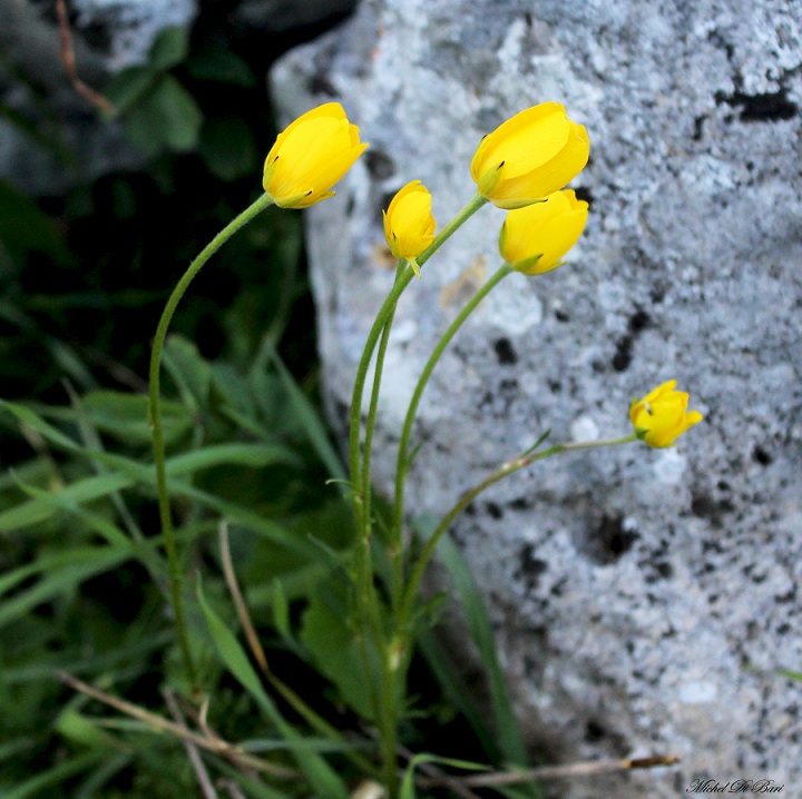 Ranunculus acre?