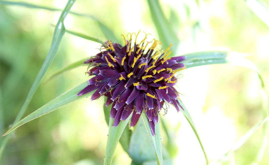 Tragopogon porrifolius