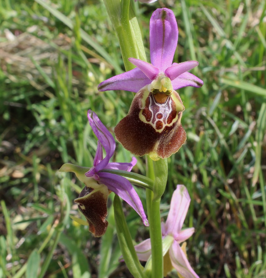 Ophrys apulica?