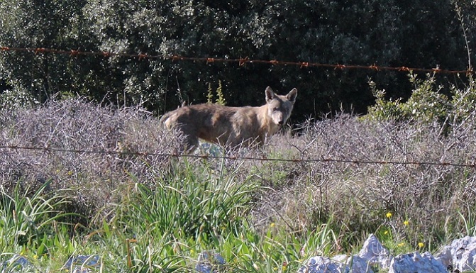 Lupo garganico