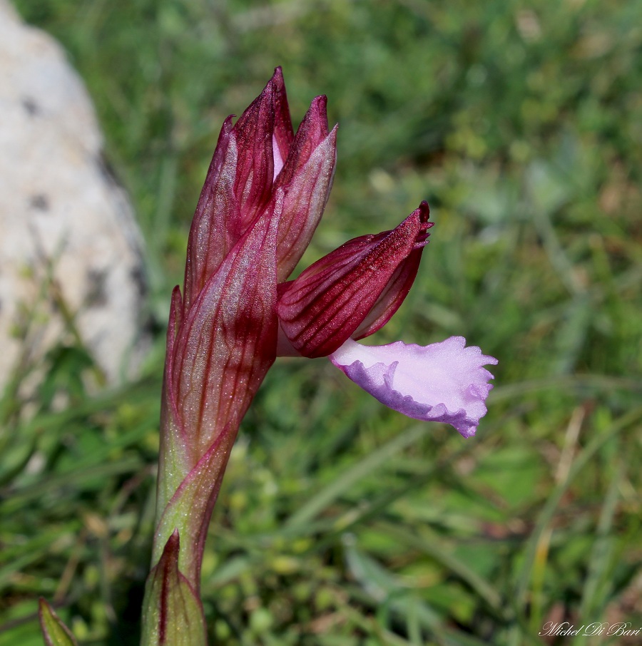 anacamptis papilionacea