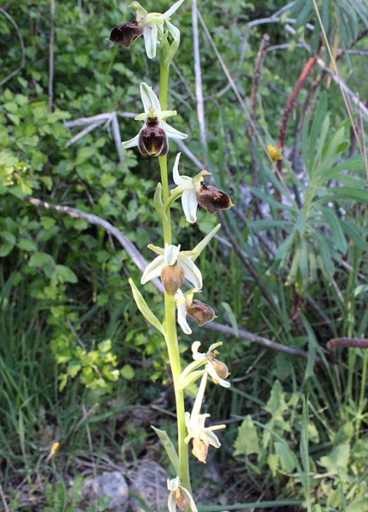 Ophrys exaltata subsp. archipelagi ?