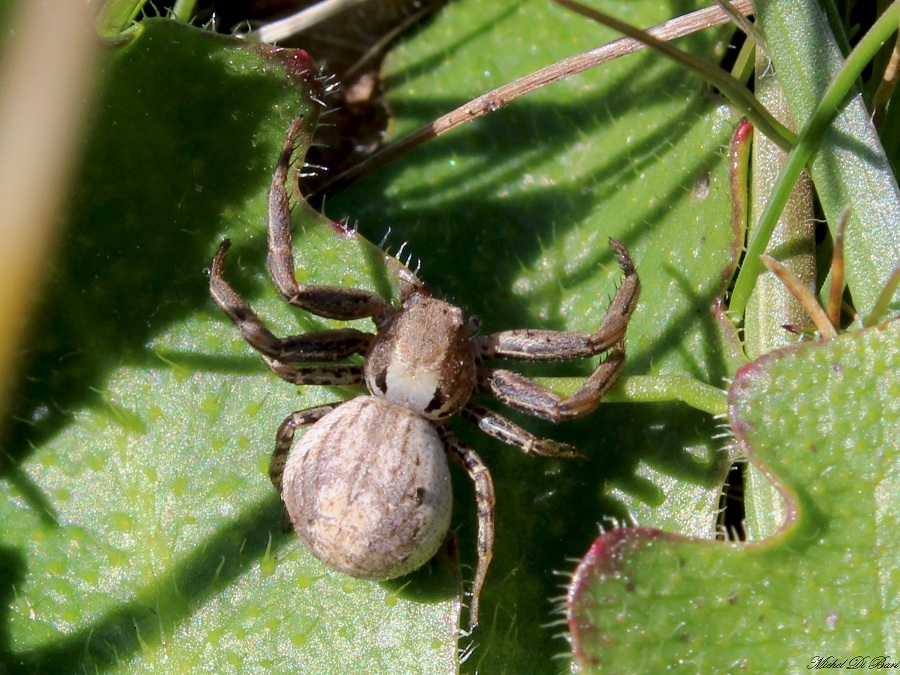 Xysticus sp. - Tomaiolo (FG)