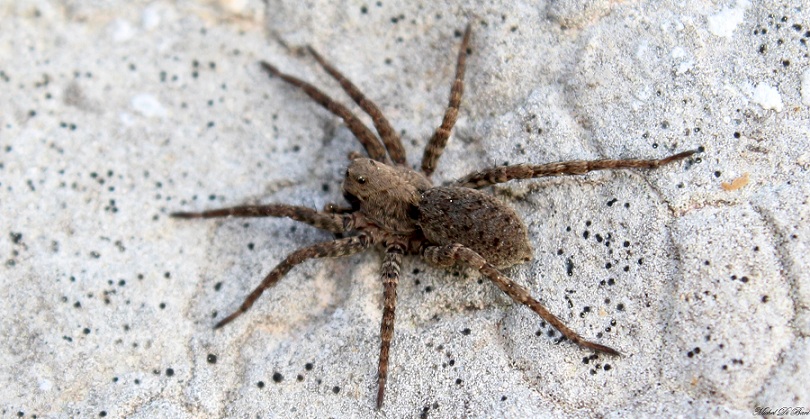 Maschio di Alopecosa albofasciata - Manfredonia (FG)