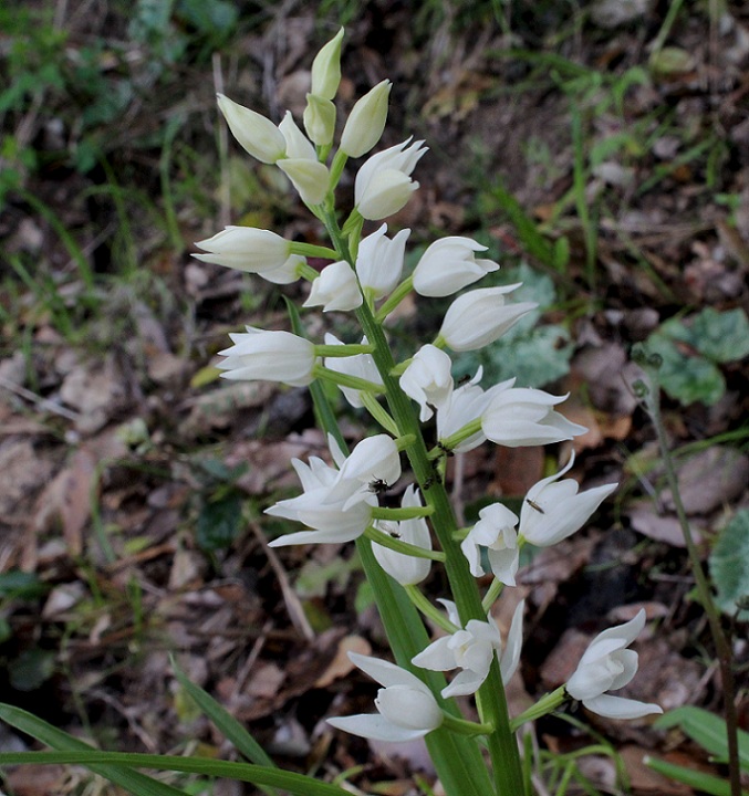 Cephalanthera longifolia ?