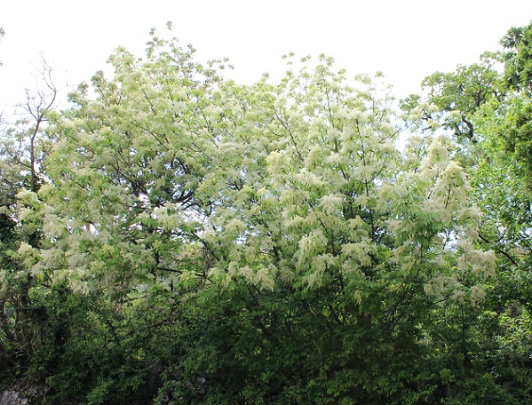 Fraxinus ornus