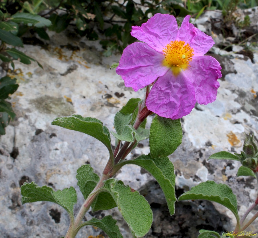 Cistus creticus subsp. eriocephalus / Cisto rosso