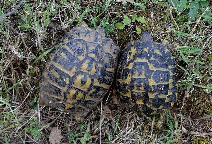 Testudo hermanni hermanni, la coppia.